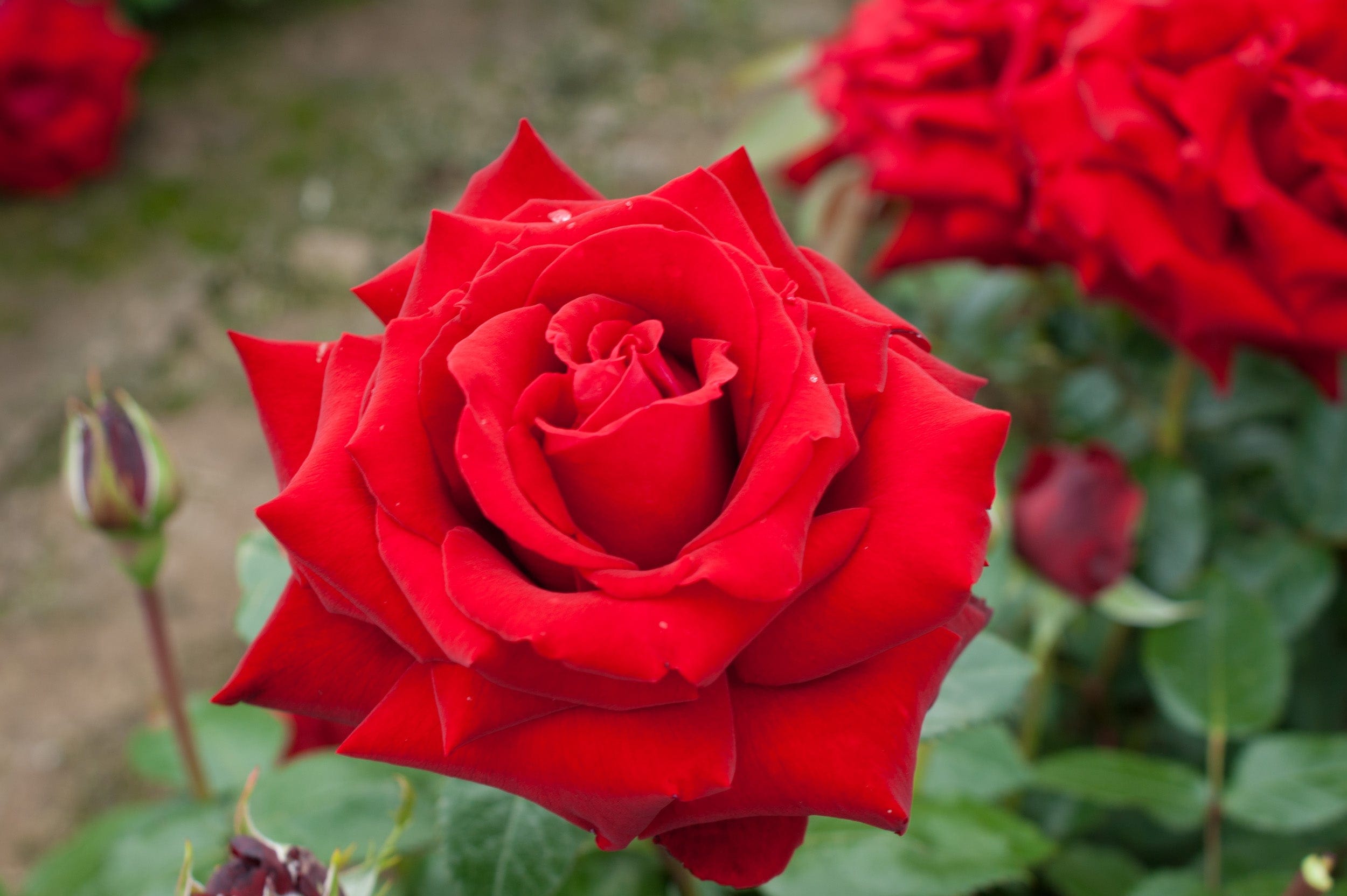 Ros 'Ingrid Bergman®'